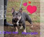 Small Photo #9 French Bulldog Puppy For Sale in Pilis, Pest, Hungary