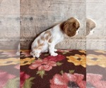 Small #2 Cavalier King Charles Spaniel
