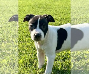 Teton ~ meet me! - Male Mutt Dog for Adoption - Photo #2
