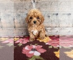 Image preview for Ad Listing. Nickname: Litter of 6