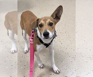 Beagle-Unknown Mix Dogs for adoption in Mundelein, IL, USA