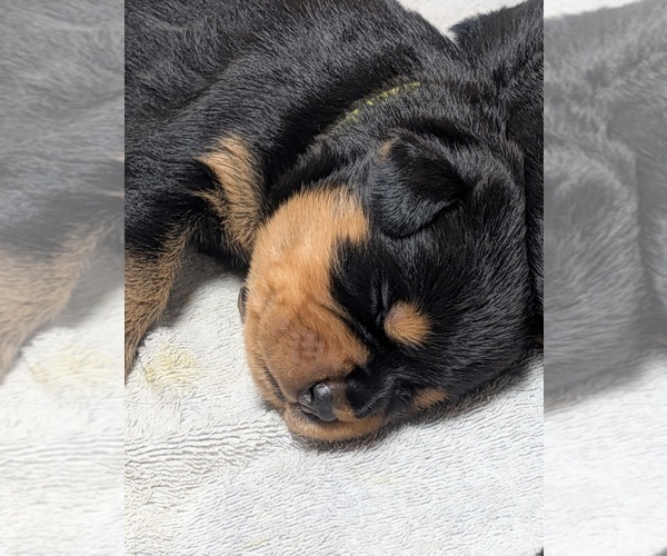 Medium Photo #4 Rottweiler Puppy For Sale in CANDIA, NH, USA