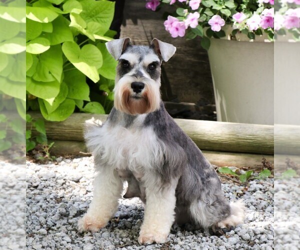 Medium Photo #1 Schnauzer (Miniature) Puppy For Sale in SYRACUSE, IN, USA
