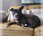 Small American Pit Bull Terrier Mix