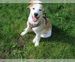 Labrador Retriever-Unknown Mix Dogs for adoption in Bellingham, WA, USA