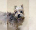 Small Mutt