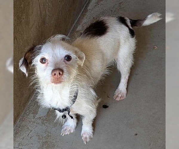 Medium Photo #5 Mutt Puppy For Sale in San Diego, CA, USA