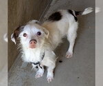 Small #4 Mutt