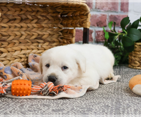Medium Photo #3 Labrador Retriever Puppy For Sale in SYRACUSE, IN, USA
