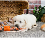 Small #2 Labrador Retriever