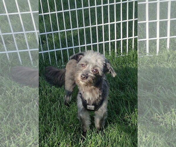 Medium Photo #7 Australian Shepherd Puppy For Sale in Sioux Falls, SD, USA