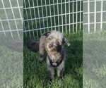 Small #6 Australian Shepherd