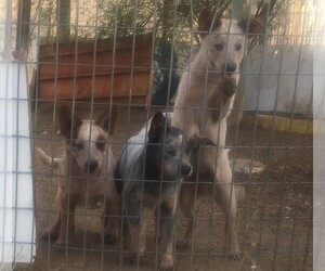 Australian Cattle Dog Puppy for sale in POTH, TX, USA