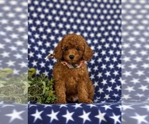 Cavapoo Puppy for sale in OXFORD, PA, USA