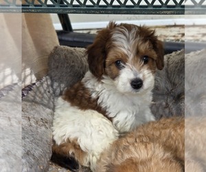 Poodle (Toy) Puppy for sale in SPOTSYLVANIA, VA, USA
