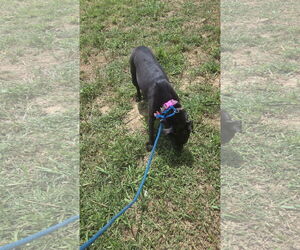 Labrador Retriever-Unknown Mix Dogs for adoption in Jackson, MS, USA