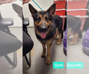 Garth-Sponsored - Male German Shepherd Dog Dog for Adoption - Photo #6