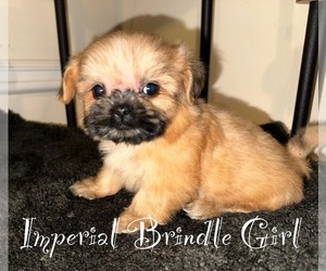 Shih Tzu Puppy for sale in LITHONIA, GA, USA