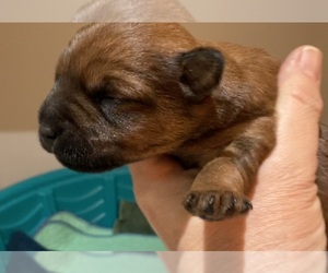Poocan Puppy for sale in FAIR OAKS, CA, USA