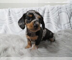 Small Photo #1 Dachshund Puppy For Sale in HAWESVILLE, KY, USA