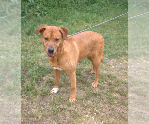 Medium Photo #1 Labrador Retriever-Unknown Mix Puppy For Sale in Jackson, MS, USA