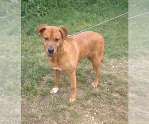 Labrador Retriever-Unknown Mix Dogs for adoption in Jackson, MS, USA