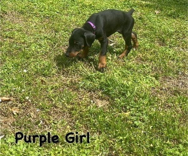 Medium Photo #12 Doberman Pinscher Puppy For Sale in NEW KENT, VA, USA