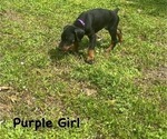 Small Photo #12 Doberman Pinscher Puppy For Sale in NEW KENT, VA, USA