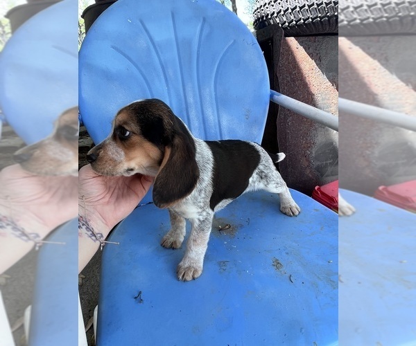Medium Photo #7 Beagle Puppy For Sale in HARRISON, OH, USA