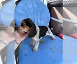 Small #6 Beagle
