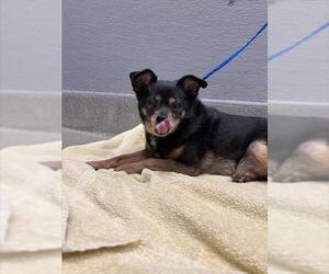 Chihuahua-Unknown Mix Dogs for adoption in Las Vegas, NV, USA