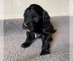 Small Photo #2 Portuguese Water Dog Puppy For Sale in LAKEVIEW, MI, USA