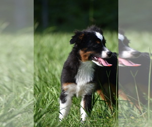 Miniature Australian Shepherd Puppy for sale in PALM COAST, FL, USA
