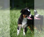 Small Miniature Australian Shepherd