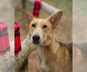 WYLIE - Male Collie-Unknown Mix Dog for Adoption - Photo #3