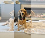 Small Photo #3 Beagle Puppy For Sale in St. Louis Park, MN, USA