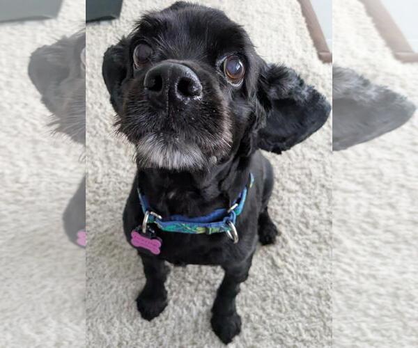 Medium Photo #5 Cocker Spaniel Puppy For Sale in Westminster, MD, USA