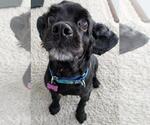 Small #4 Cocker Spaniel
