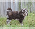 Small #1 Goldendoodle-Poodle (Standard) Mix