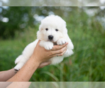 Small Photo #13 Great Pyrenees Puppy For Sale in CONWAY, MO, USA