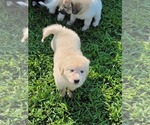 Small Photo #3 Pyredoodle Puppy For Sale in WYANDOTTE, OK, USA