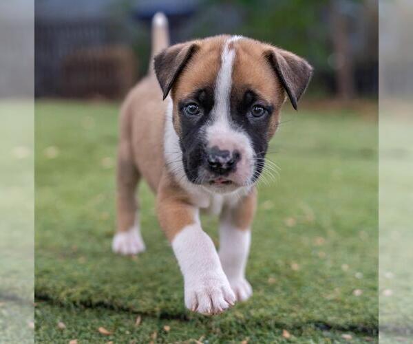 Medium Photo #4 Boxer-Unknown Mix Puppy For Sale in San Diego, CA, USA