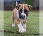 Small #3 Boxer Mix