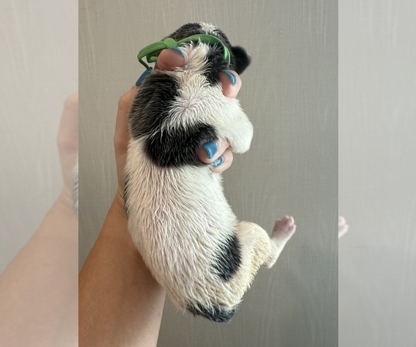 Medium Photo #11 Great Dane Puppy For Sale in HALLETTSVILLE, TX, USA