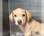Small #1 Labrador Retriever Mix