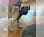 JIMMY - Male German Shepherd Dog-Unknown Mix Dog for Adoption - Small photo