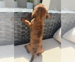 Small #1 Dachshund