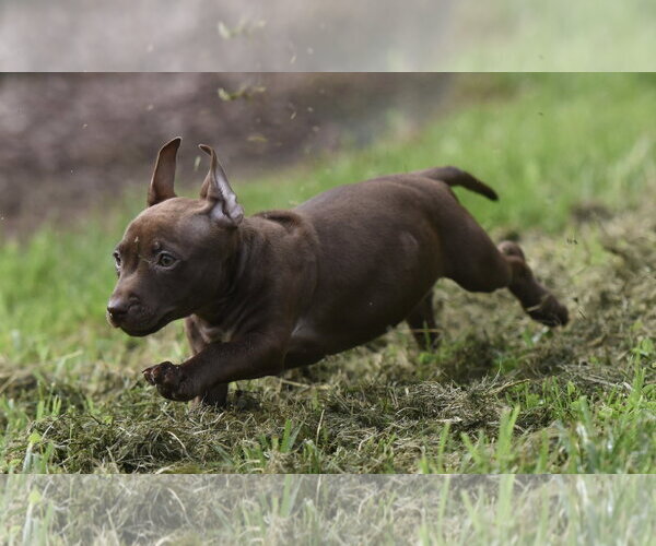 Medium Photo #5 Chihuahua-Unknown Mix Puppy For Sale in Mechanicsburg, PA, USA