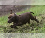 Small #4 Chihuahua Mix
