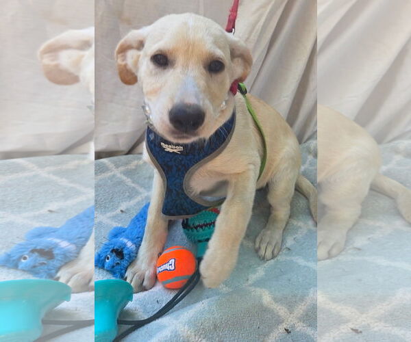 Medium Photo #3 Labrador Retriever-Unknown Mix Puppy For Sale in Decatur, GA, USA